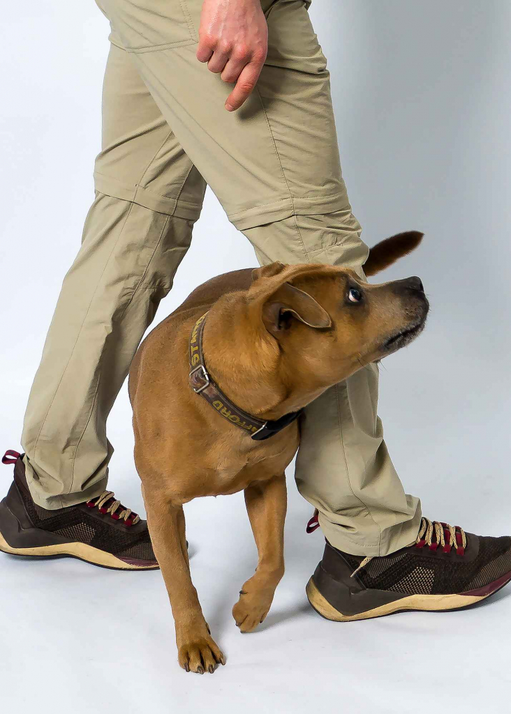 Fotografia studyjna z ulubionym zwierzakiem Wieliczka - zdjęcie 3