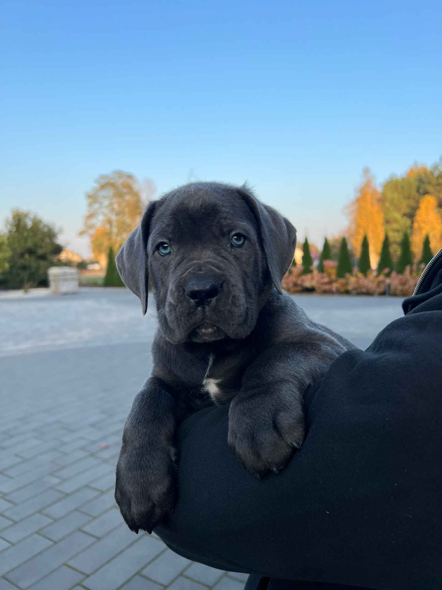 Cane Corso szczeniaki maści błękitnej ur. 06.09.2024 Koźminek - zdjęcie 5