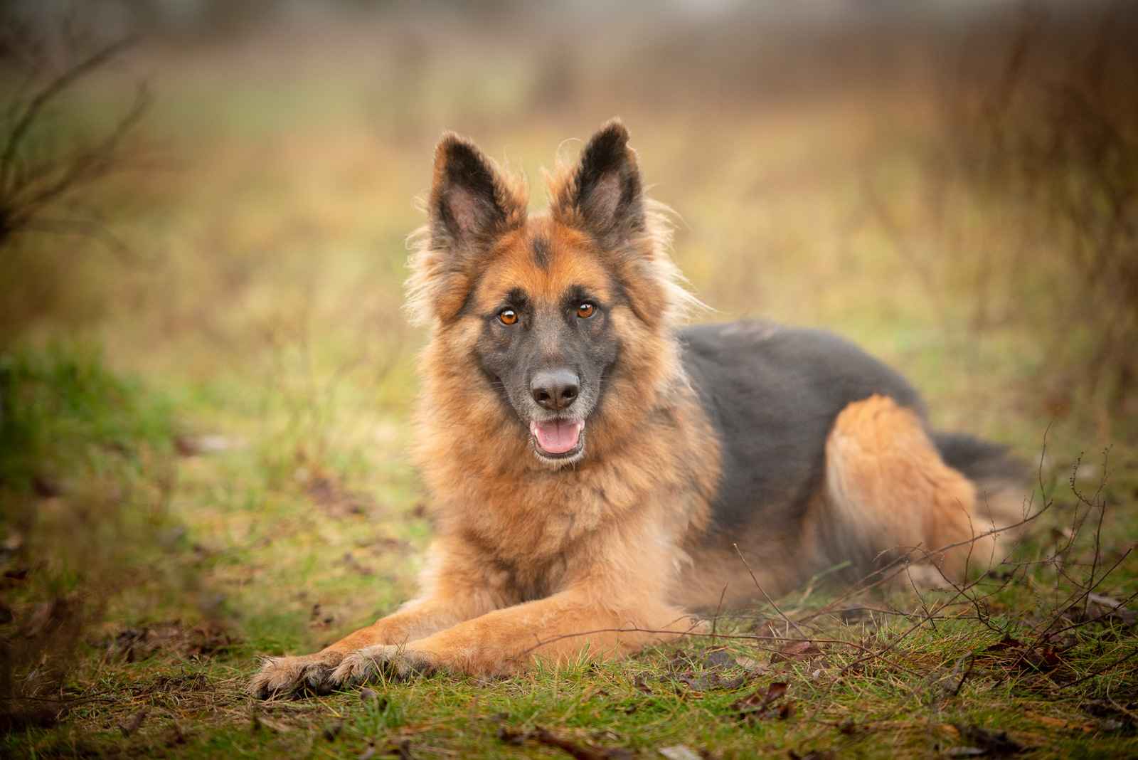 Ares - młody przepiękny owczarek szuka spokojnego domu! Olsztyn - zdjęcie 3