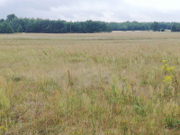 Prawie za darmo Osiny - zdjęcie 4