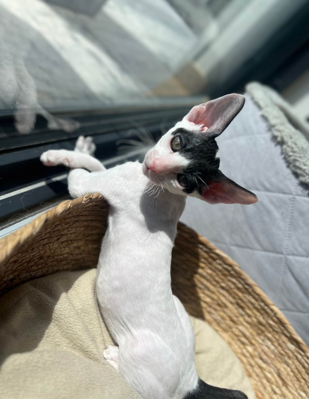 Cornish rex kocurek wyjątkowe oczy Nowe Miasto - zdjęcie 1