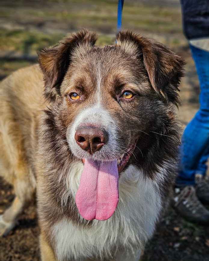 Cudowny, proludzki Rubin kompletnie nie radzi sobie w schronisku :( Rembertów - zdjęcie 3