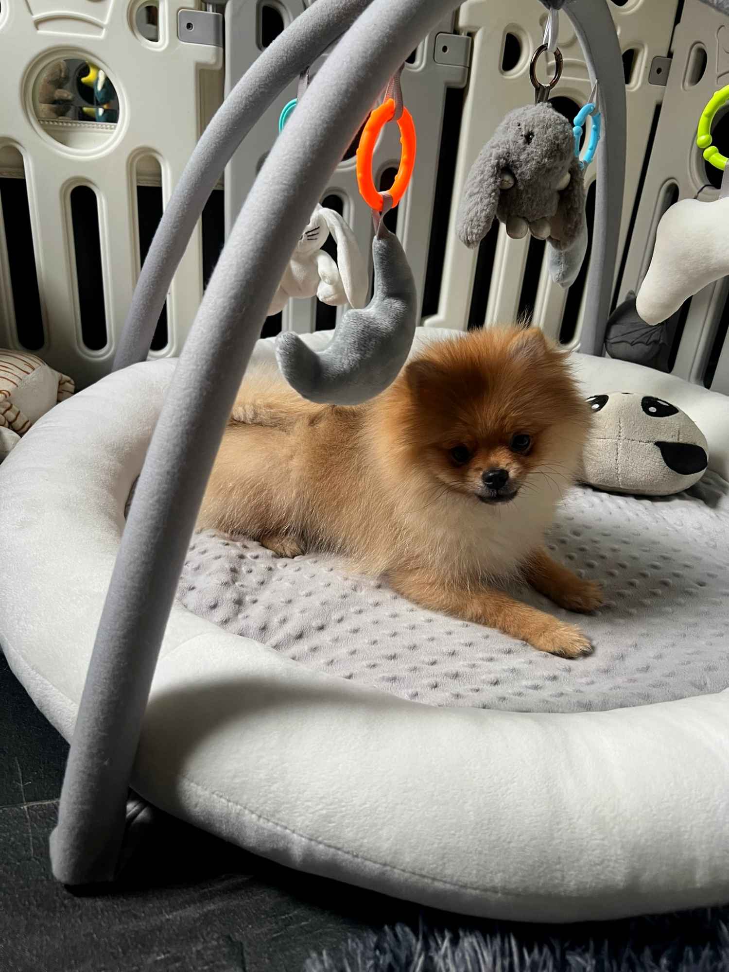 Szpic miniaturowy, Pomeranian - ORANGE Widzew - zdjęcie 6