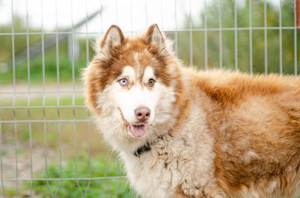 Drako - piękny malamut z wielką osobowością Olsztyn - zdjęcie 4