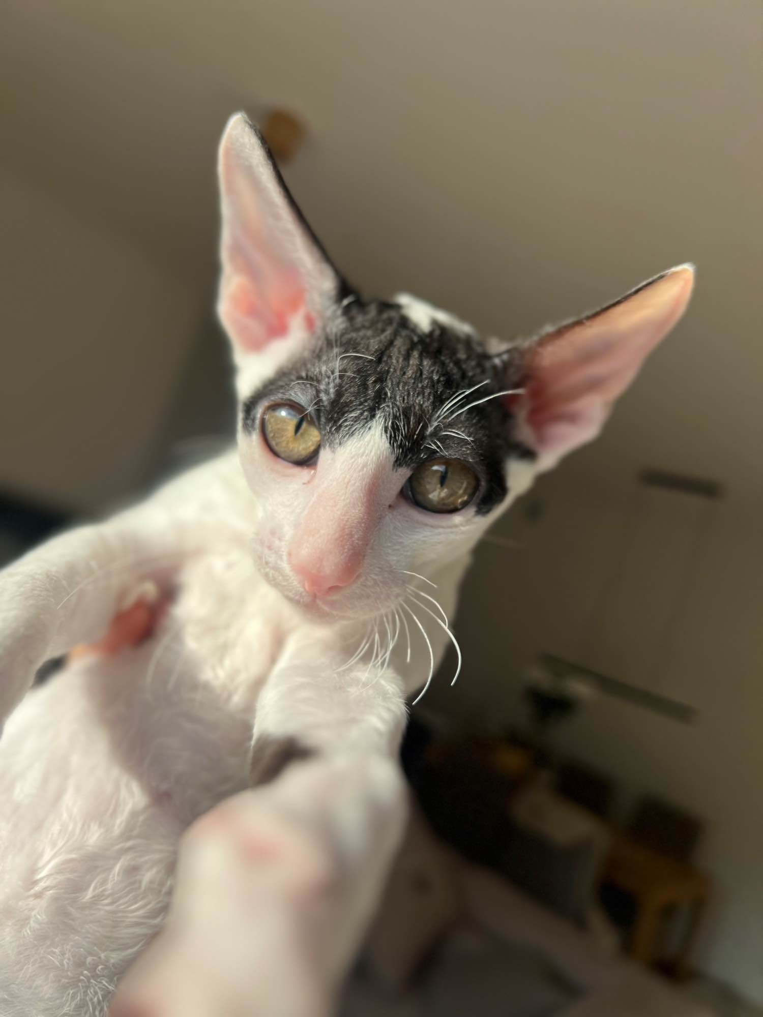 Cornish rex kocurek wyjątkowe oczy Nowe Miasto - zdjęcie 5