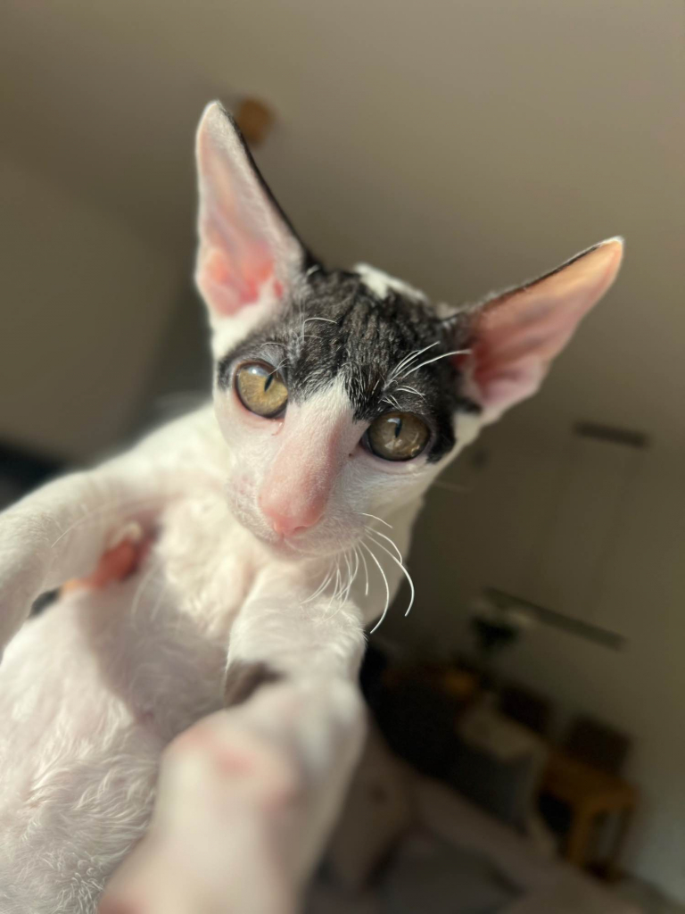 Cornish rex kocurek wyjątkowe oczy Nowe Miasto - zdjęcie 5