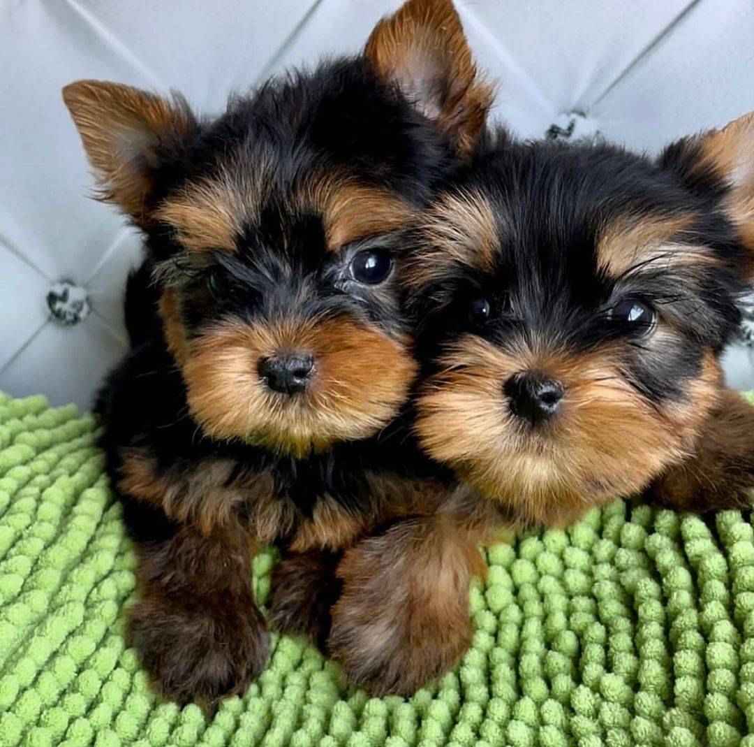 szczenięta yorkie do adopcji Bemowo - zdjęcie 1