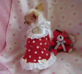 piękne psy i suki Chihuahua mini z certyfikatem Bemowo - zdjęcie 12
