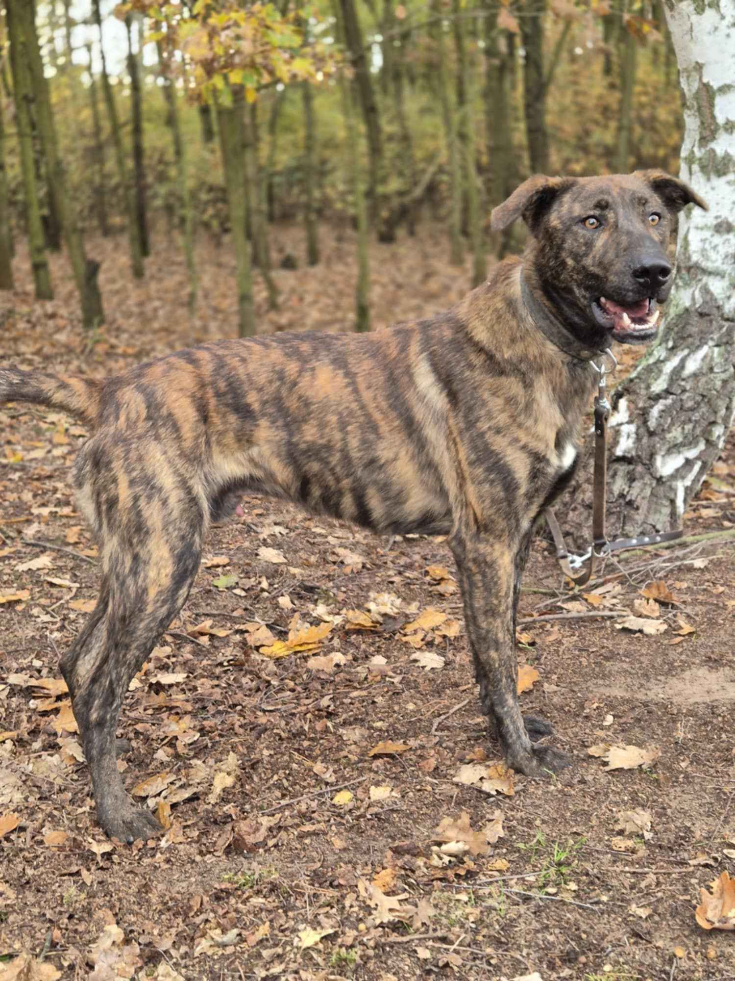 Blum - młody, wychowany z dziećmi, aktywny pręgus! Olsztyn - zdjęcie 4