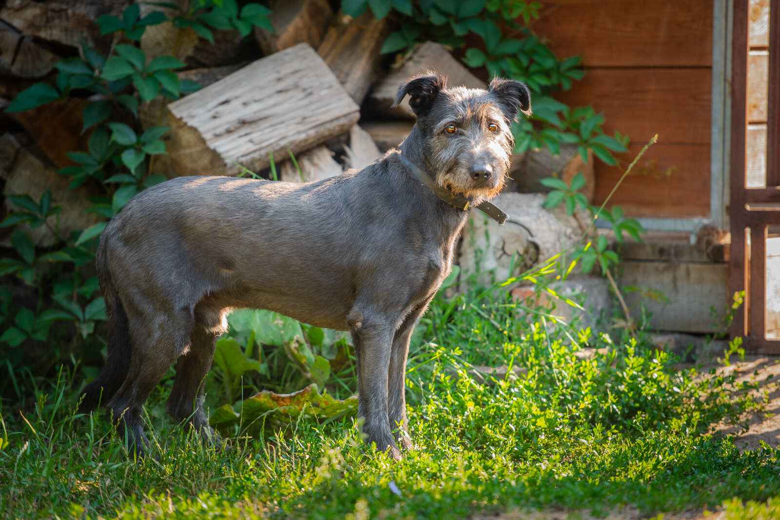 Benek - łagodny psiak w typie terriera szuka domu! Olsztyn - zdjęcie 3