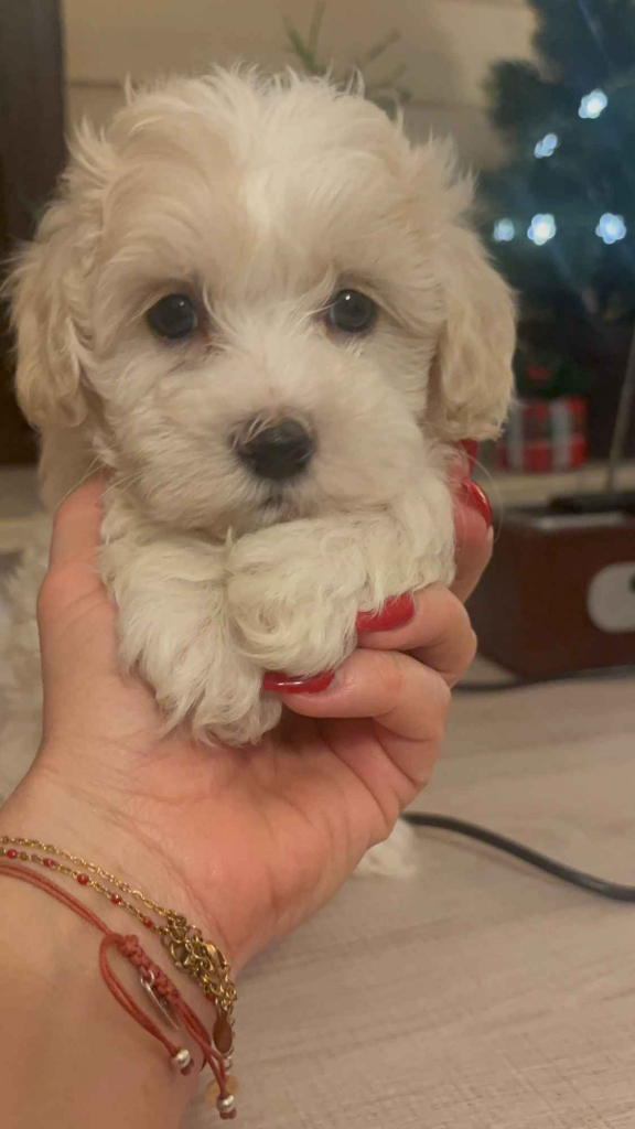 Maltipoo piesek biszkoptowy F1 Częstochowa - zdjęcie 1