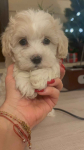 Maltipoo piesek biszkoptowy F1