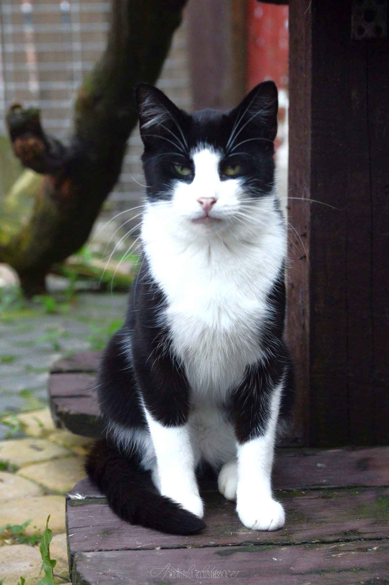 Dany - domowy, wychowany, wesoły kotek! Olsztyn - zdjęcie 1