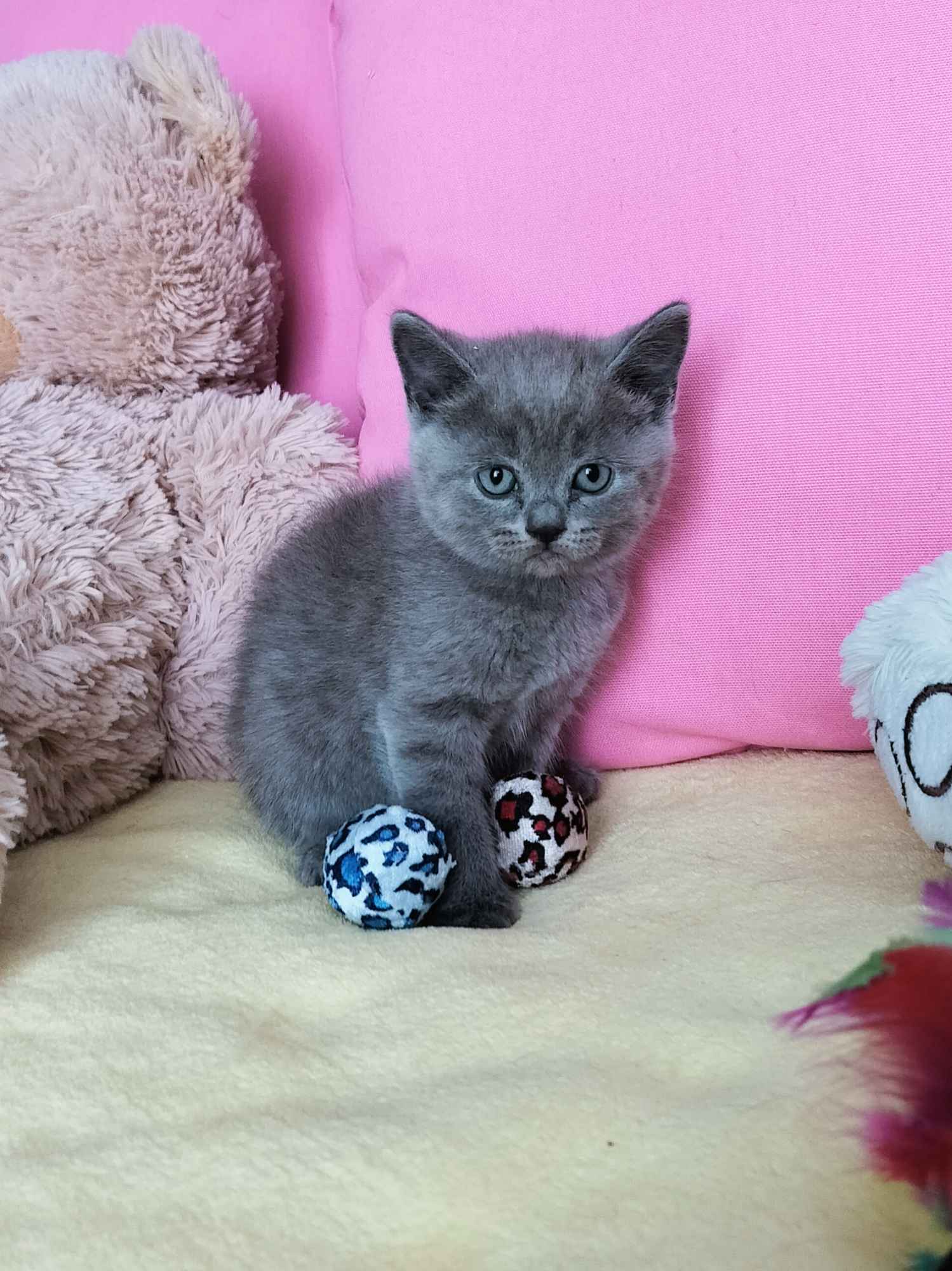 Niebieskie kociaki Brytyjskie Nowa Huta - zdjęcie 5