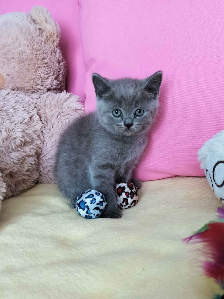 Niebieskie kociaki Brytyjskie Nowa Huta - zdjęcie 5