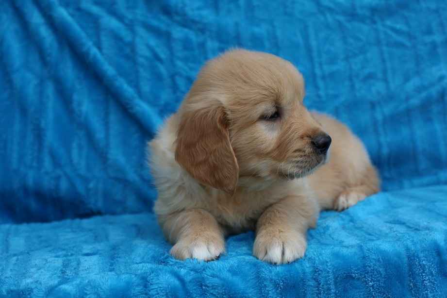 Golden Retriever-śliczne, złote szczeniaki Polesie - zdjęcie 3