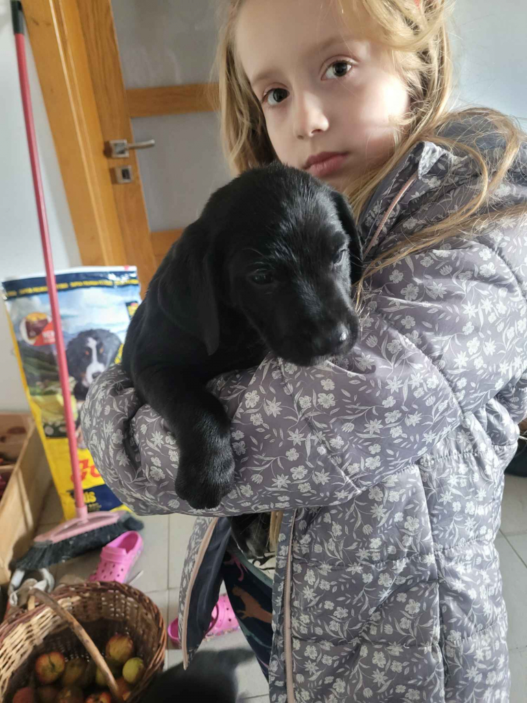 Szczeniaki wyżeł niemiecki Złoczew - zdjęcie 4