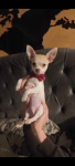 Chihuahua Piesek 4mce Rodowód 5cio pokoleniowy, zaczipowany, ksiaz. Nowy Sącz - zdjęcie 1