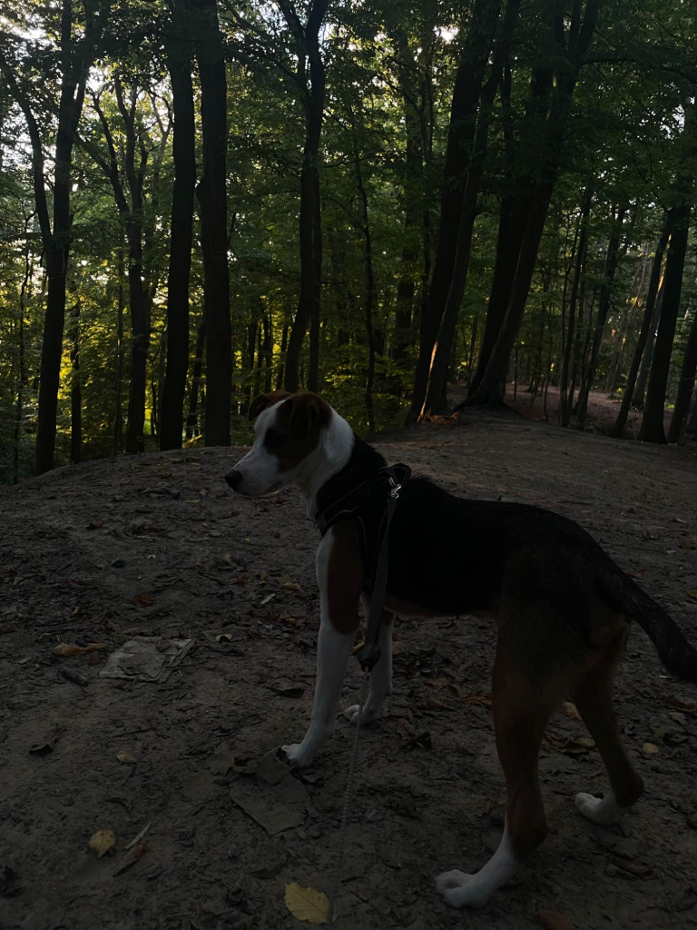 Oddam psiaka Gryfice - zdjęcie 2