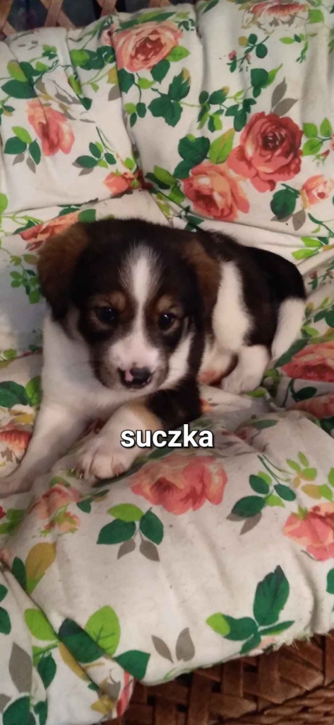 Oddam pieski w dobre ręce,szukające kochającego domku Przecław - zdjęcie 2