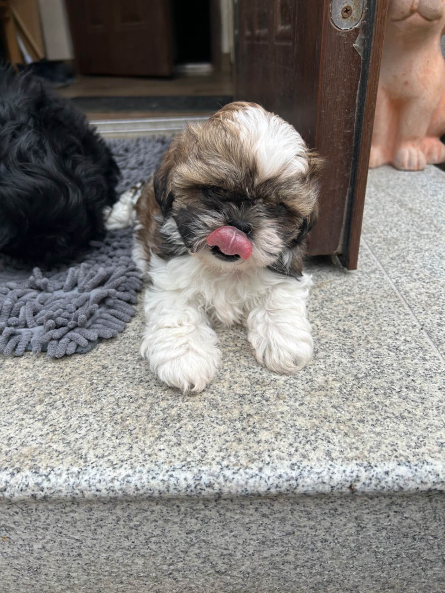 Hodowla psów rasowych Shihtzu Psie Pole - zdjęcie 5