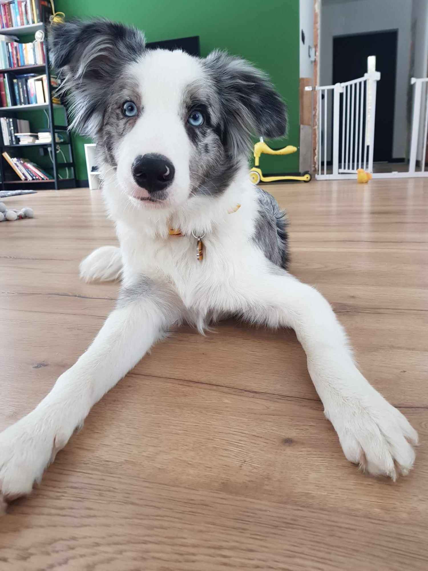 Border Collie / Blue merle / Typ Show / samiec / FCI / ZKwP Lisia Góra - zdjęcie 6