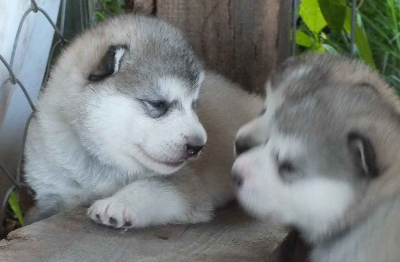 Szczenięta Alaskan Malamute Osmolice Pierwsze - zdjęcie 1