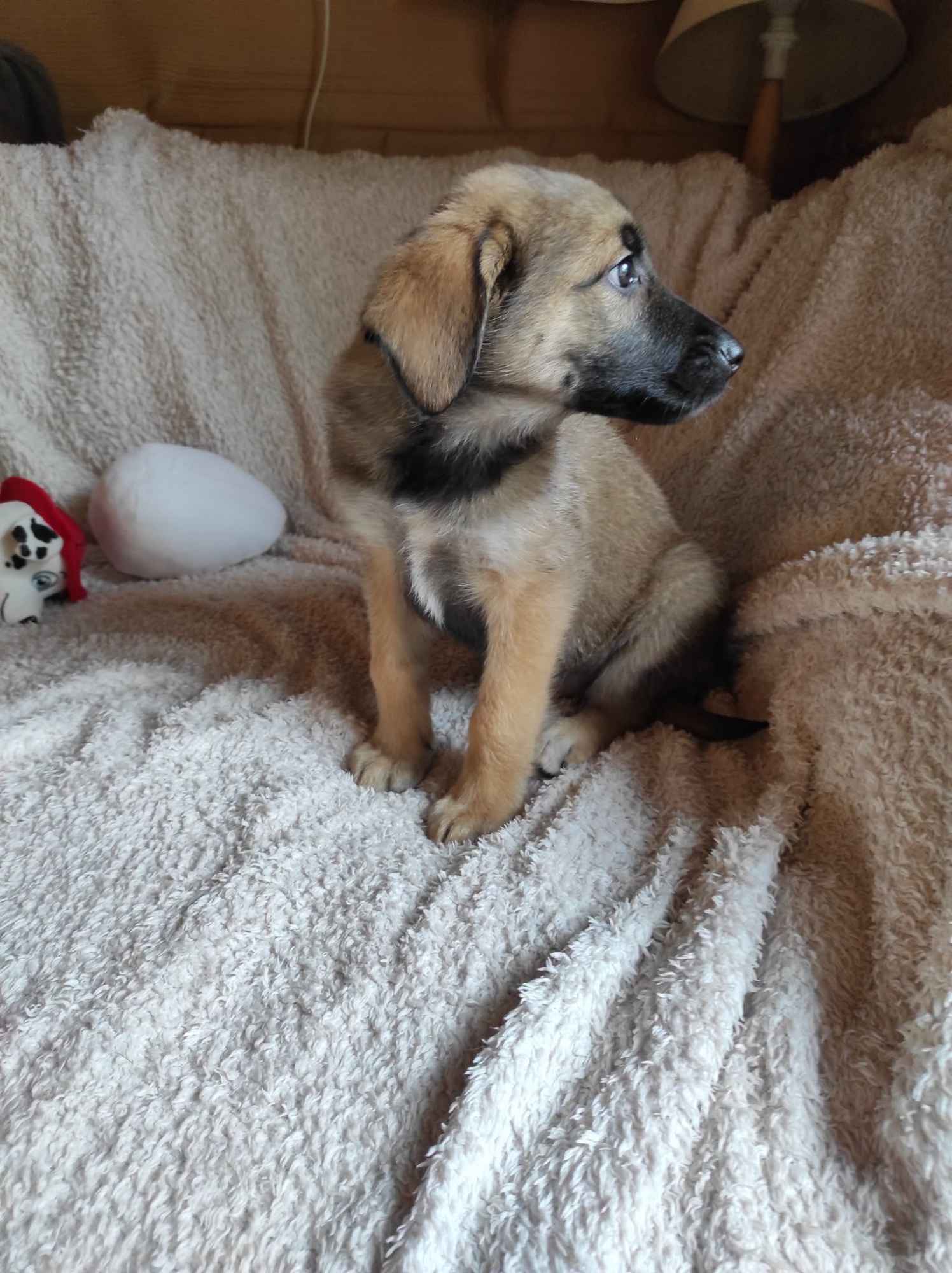 2 miesięczny maluch Tedi szuka domu Olsztyn - zdjęcie 3