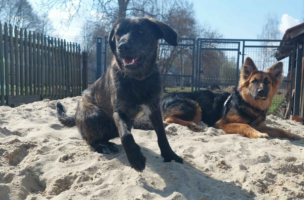 Beza - cudowna, młodziutka, niekonfliktowa sunia! Olsztyn - zdjęcie 3