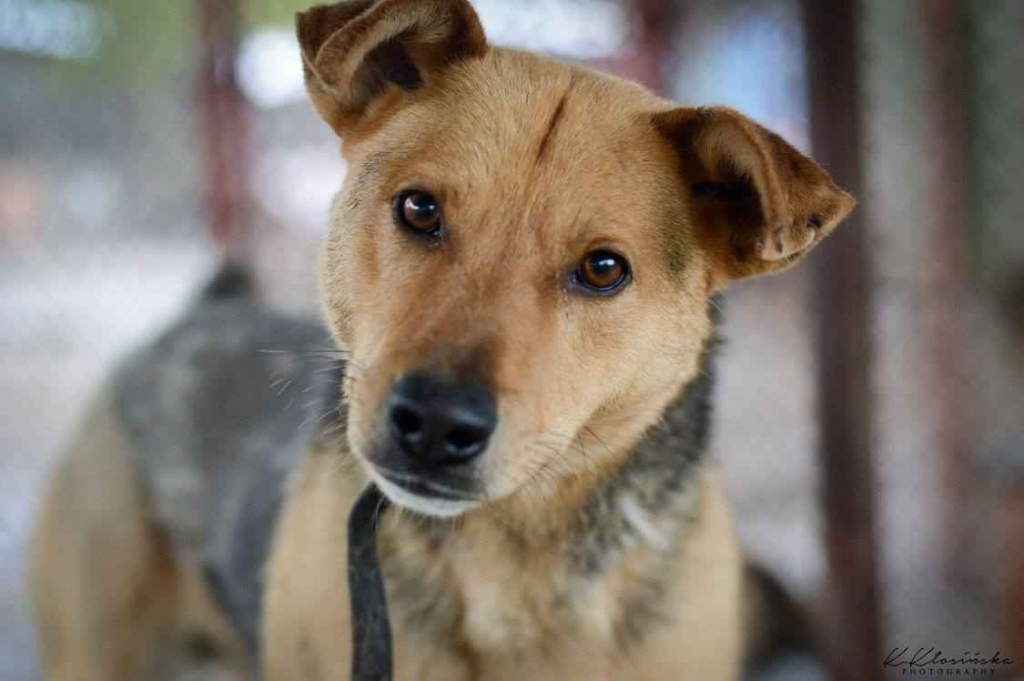 Aron - spokojny psiak szuka kochającego domu! Olsztyn - zdjęcie 5