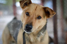 Aron - spokojny psiak szuka kochającego domu! Olsztyn - zdjęcie 5