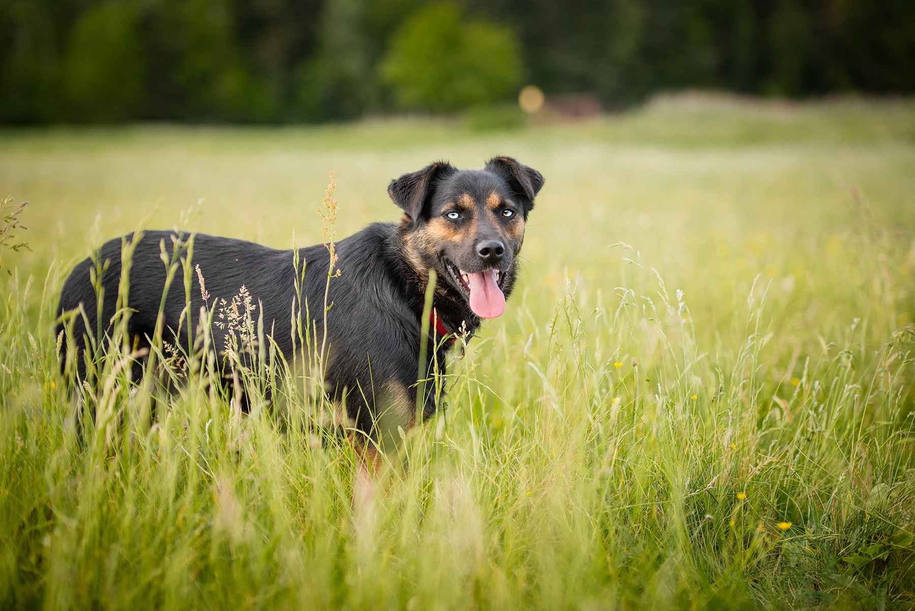 Gucio - młody, niekonfliktowy, wychowany psiak! Olsztyn - zdjęcie 6