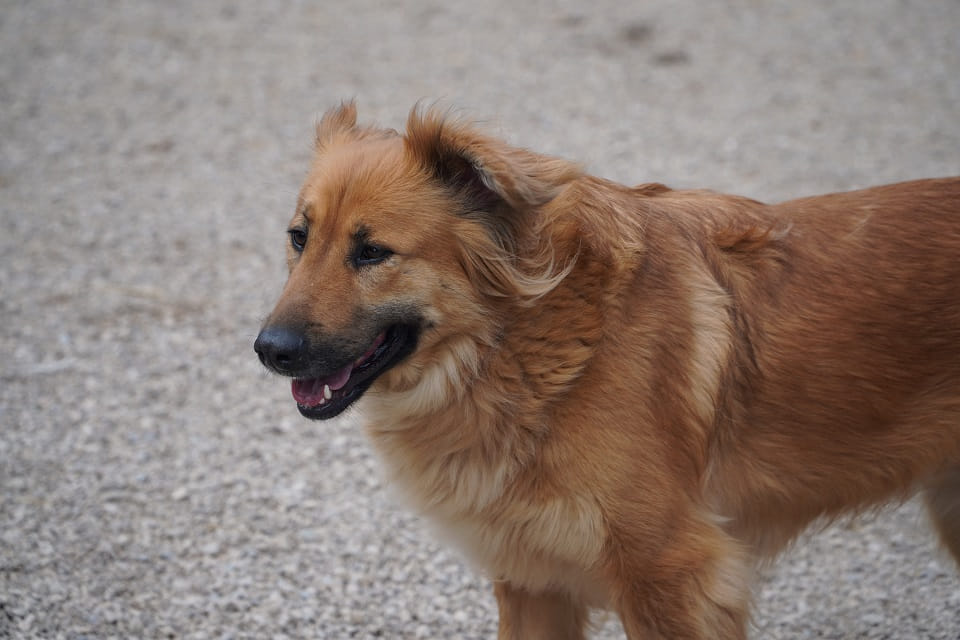 Malaga - zamiast łańcucha, serce pełne czułości Łętkowice - zdjęcie 3