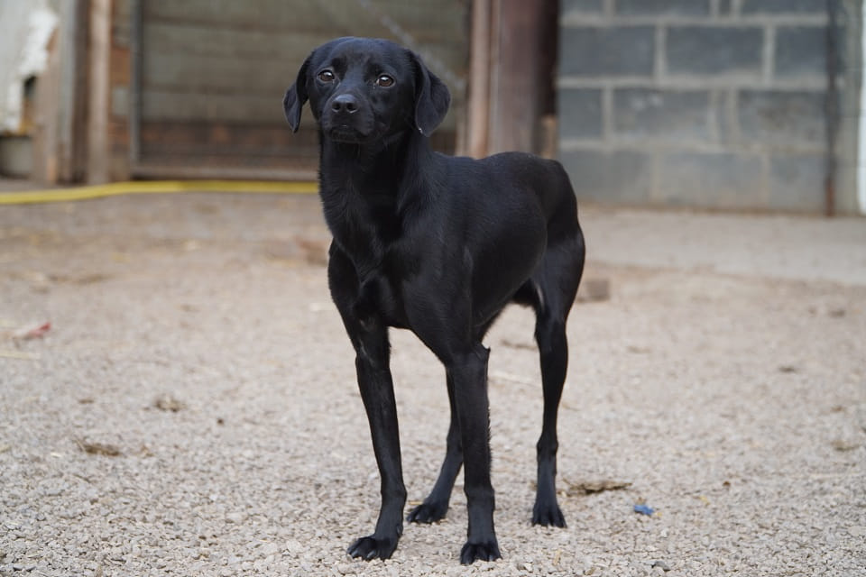 Maffinek poleca się do adopcji Łętkowice - zdjęcie 2