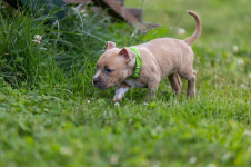 American Bully pocket Limanowa - zdjęcie 9