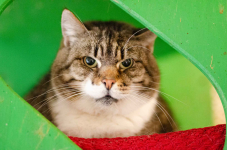 Serafina - kocia księżniczka szuka domu! Olsztyn - zdjęcie 3