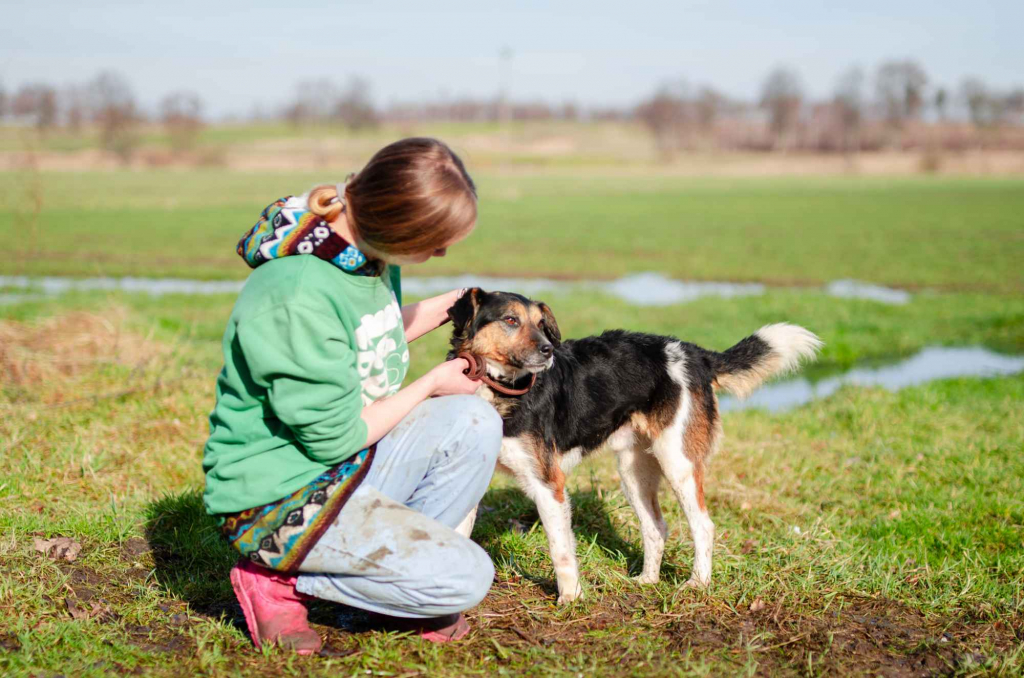 Lewel - przyjazny tricolor szuka domu! Olsztyn - zdjęcie 2