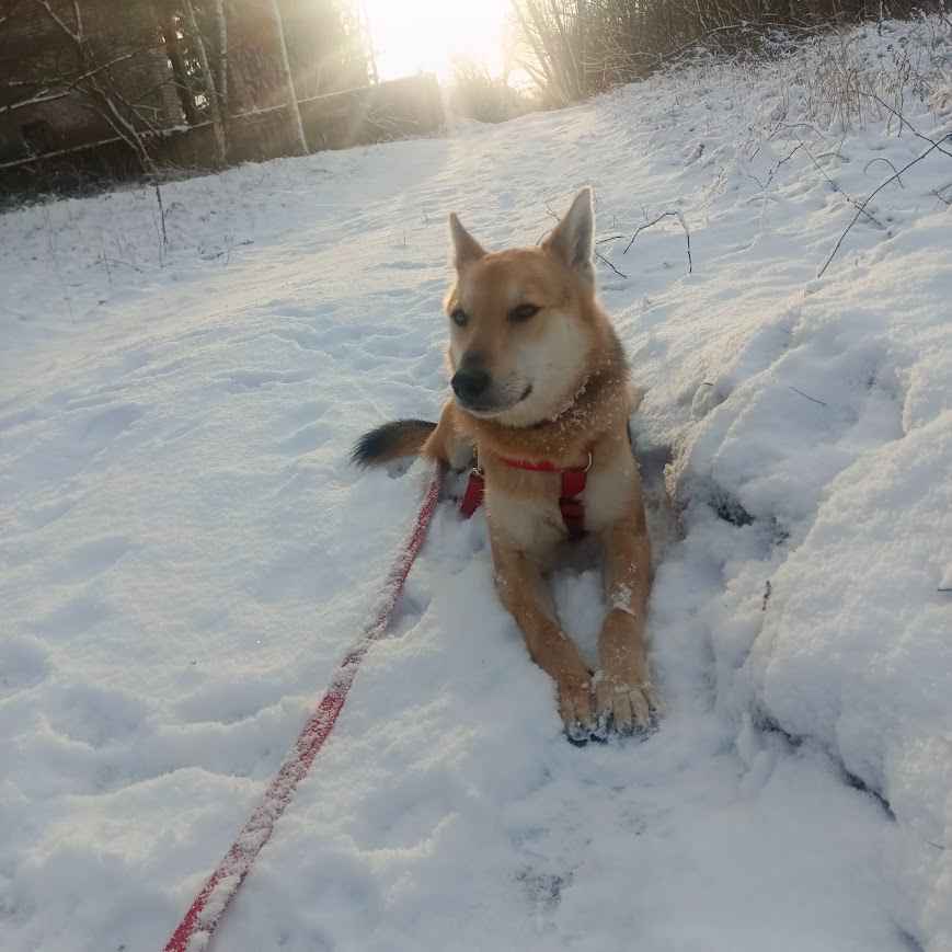 Jerry - od szczeniaka w schronisku, nigdy nie miał domu! Pomóż! :( Mokotów - zdjęcie 9