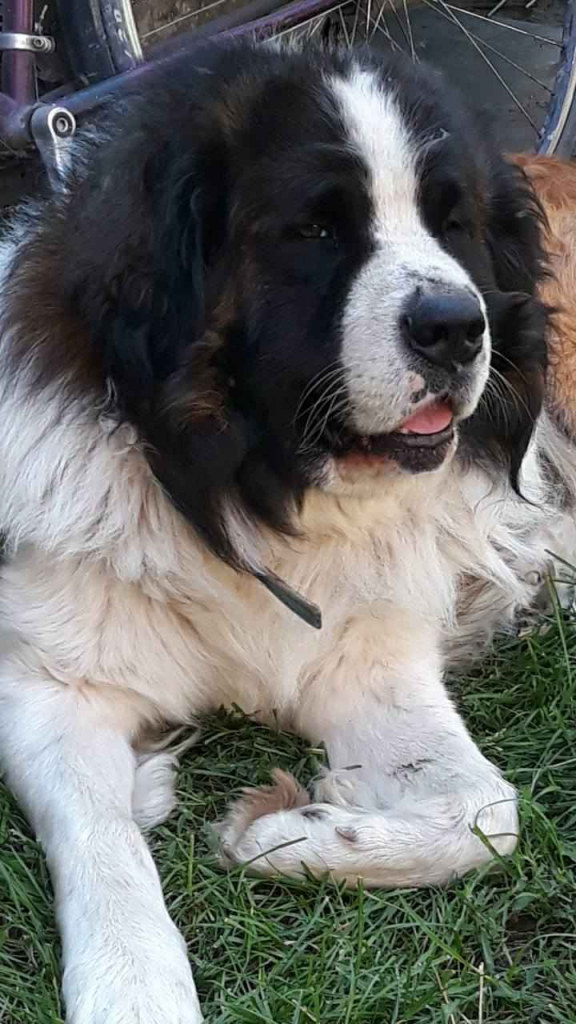 Moskiewski pies stróżujący Bernardyn Kaukaz Kangal Owczarek Koluszki - zdjęcie 8