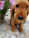 Cocker Spaniel Angielski Bałuty - zdjęcie 2