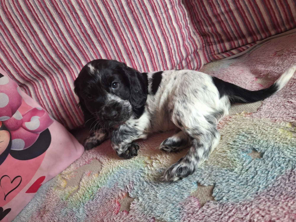 Cockier spaniel Elbląg - zdjęcie 2