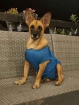 Fiona - nieduża, rodzinna, niekonfliktowa sunia!