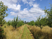 Sprzedam ładny dom na gruncie rolnym na Podlasiu Starowieś - zdjęcie 10