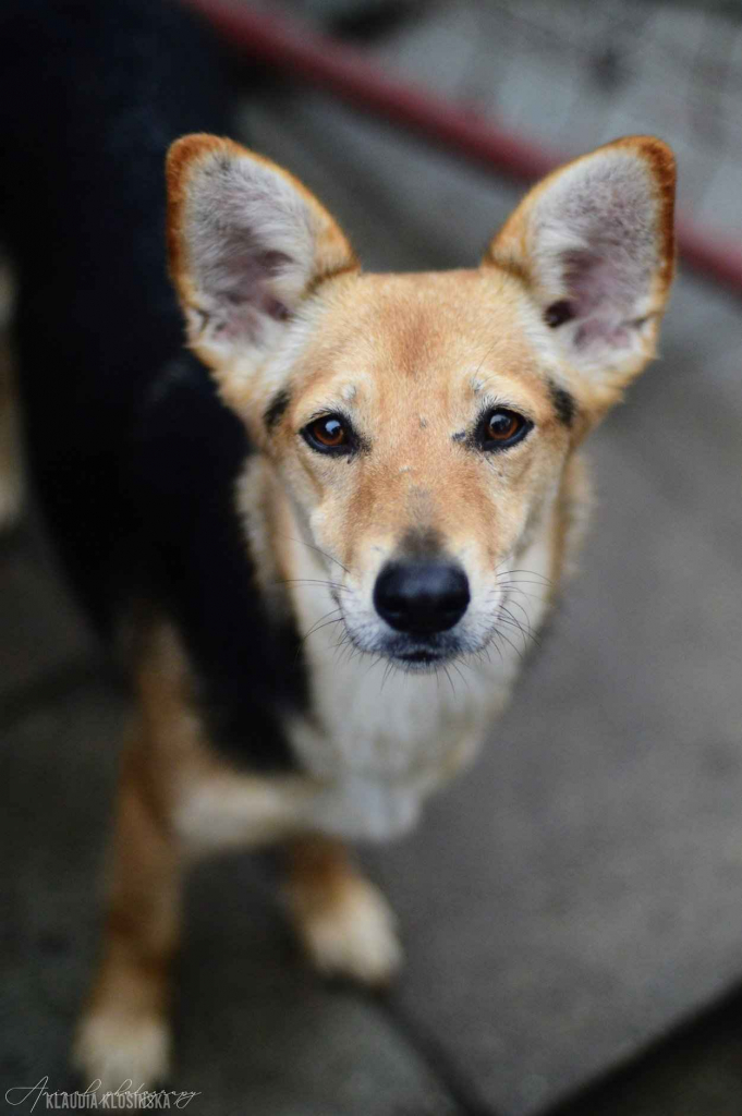 Niewielka Zuzia, młoda i wesoła sunia do pokochania Olsztyn - zdjęcie 6