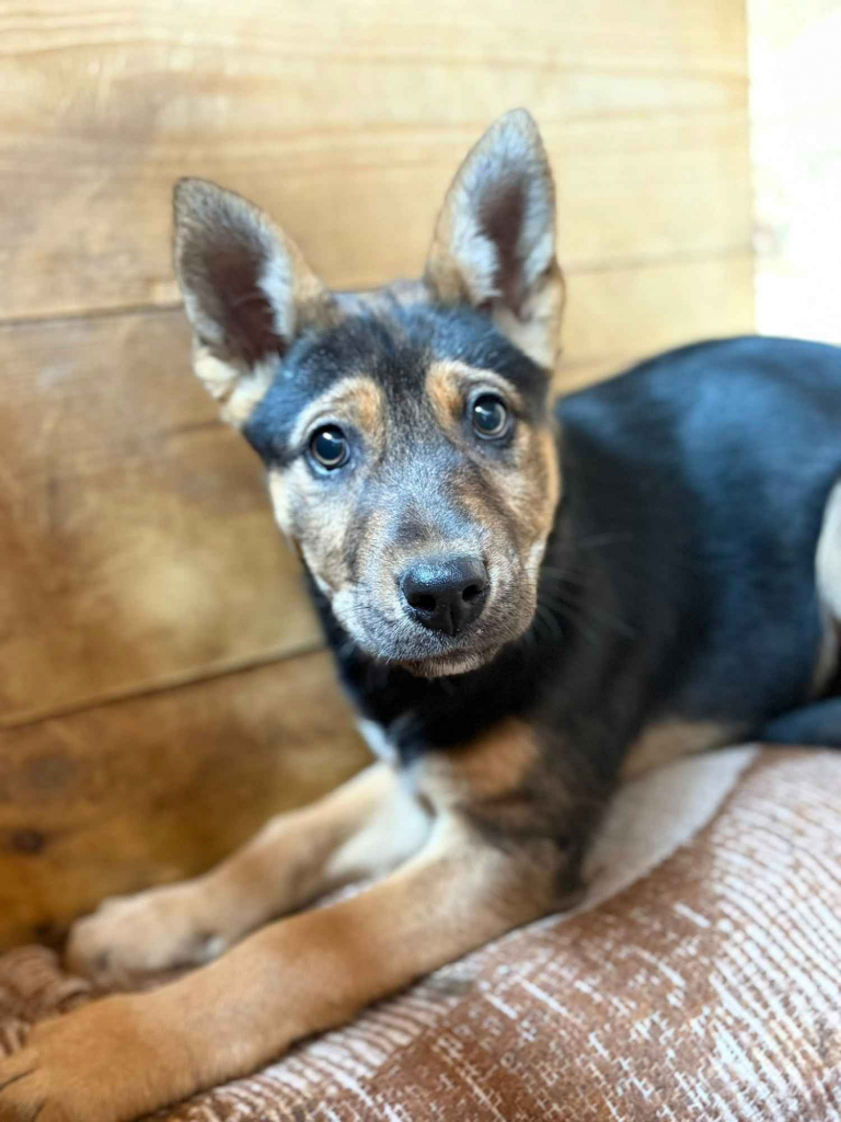 Nala - 3 miesięczna, delikatna sunia SZCZENIAK Olsztyn - zdjęcie 2