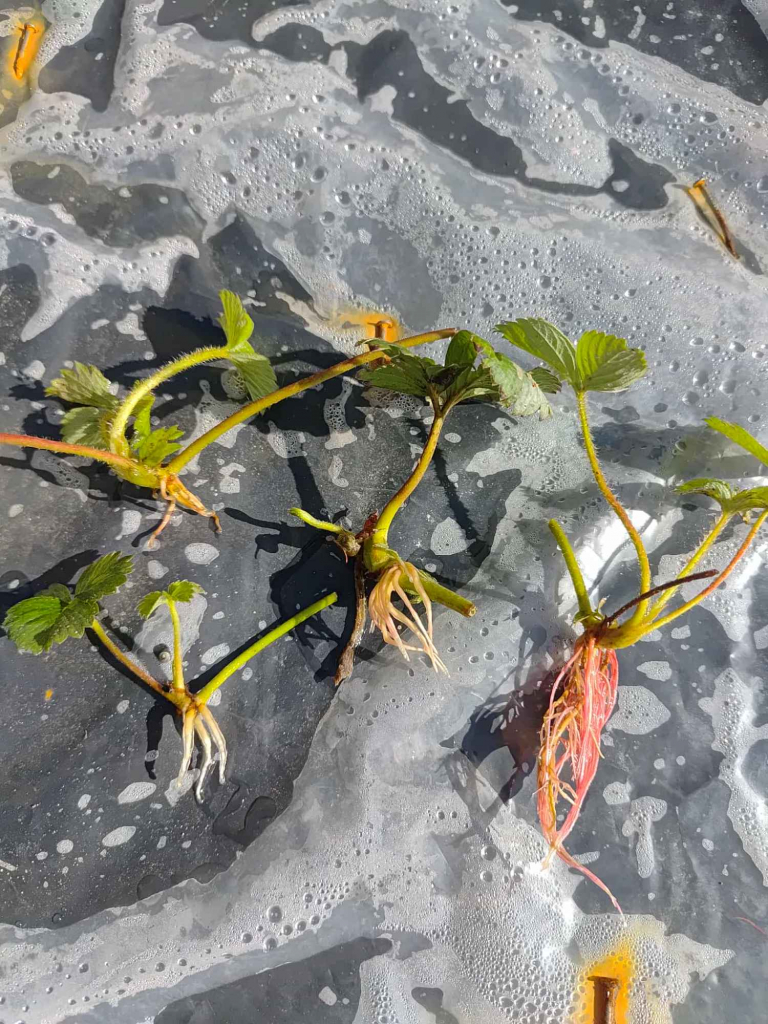 sadzonki truskawek Kiełpino - zdjęcie 3