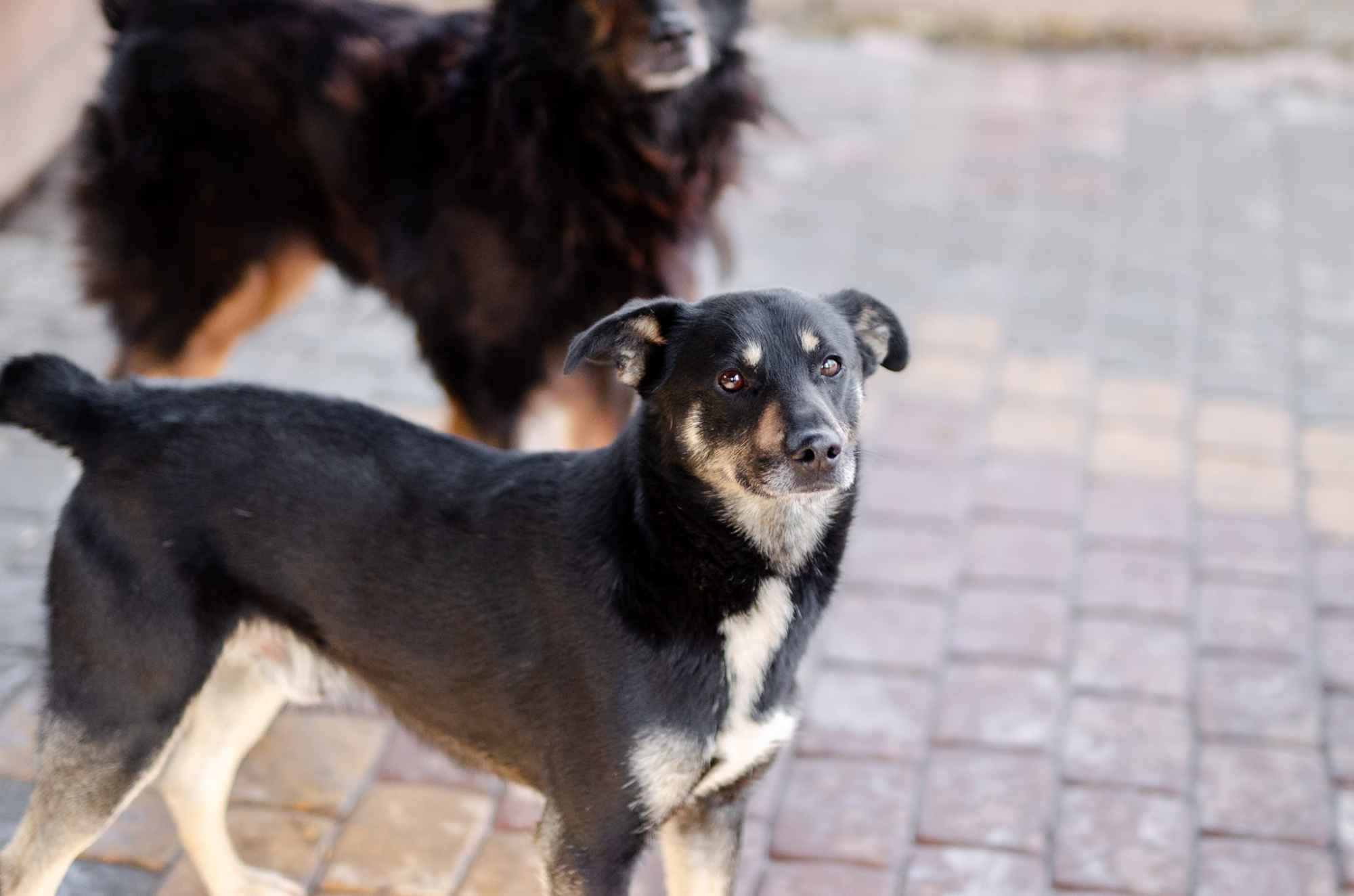 Ogonek - delikatny łagodny, młody psiak szuka domu! Olsztyn - zdjęcie 2