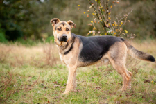 Magnus - młodziutki, wesoły, przyjazny psiak! Olsztyn - zdjęcie 5