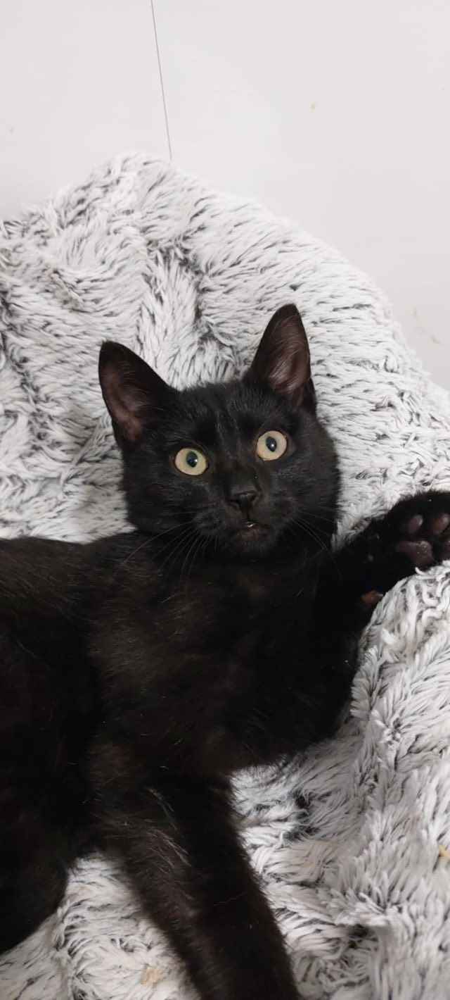 Wars - spokojny, sympatyczny koci kawaler szuka domu Olsztyn - zdjęcie 1