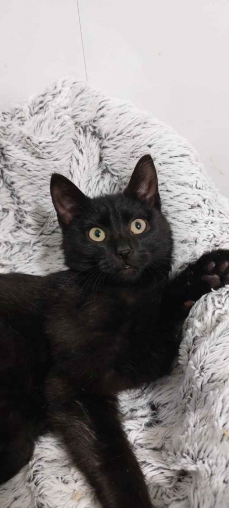 Wars - spokojny, sympatyczny koci kawaler szuka domu Olsztyn - zdjęcie 1